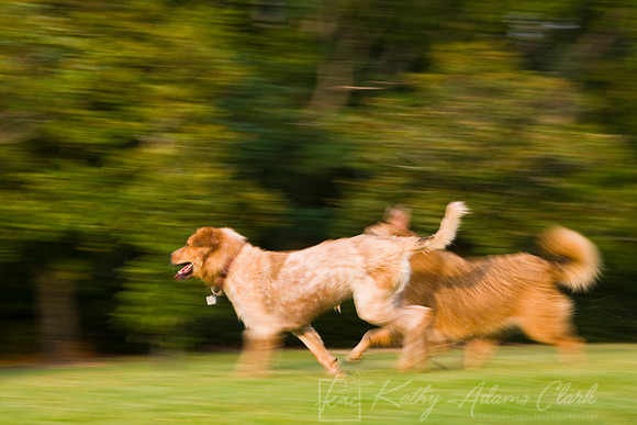 Dogs playing KAC 1751