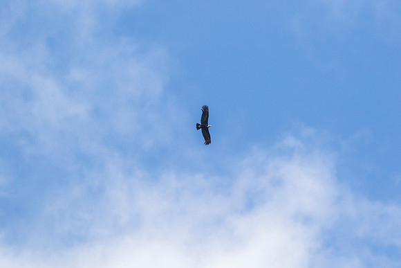 Andean Condor KAC8355