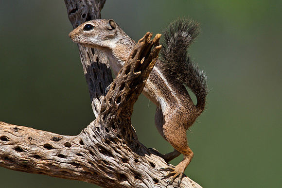 Harris’ antelope squirrel KAC1545