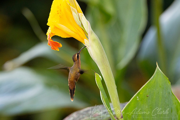 Stripe-throated hermit KAC6202