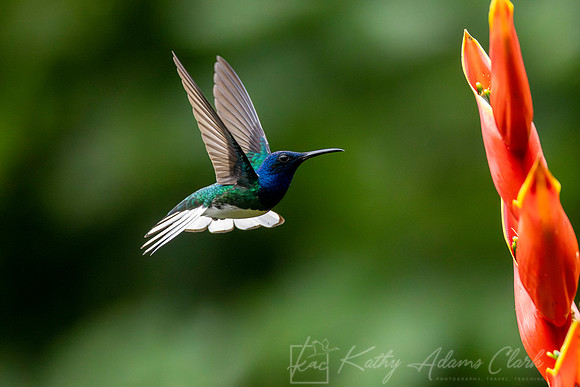 White-necked jacobin KAC4538-Enhanced-NR