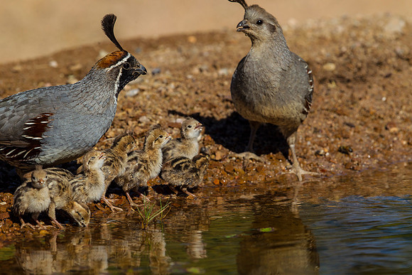 Gambel's quail KAC8973