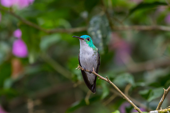 Andean emerald hummingbird KAC0900