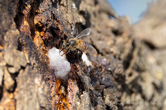 Bee at Sapsucker well KAC2834