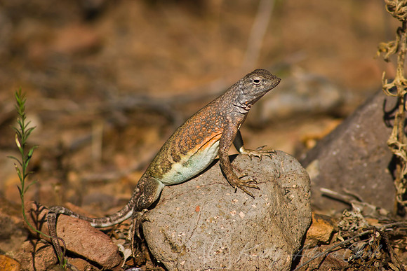 Cophosaurus texanus KAC070406