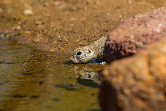 Round-tailed ground squirrel KAC9049