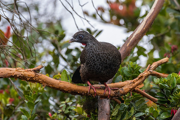 Andean guan KAC9205
