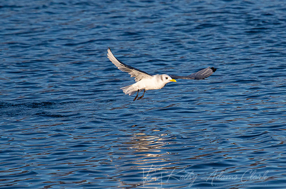 Black-legged kittiwake KAC3515