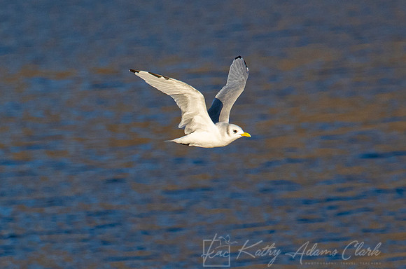 Black-legged kittiwake KAC3509