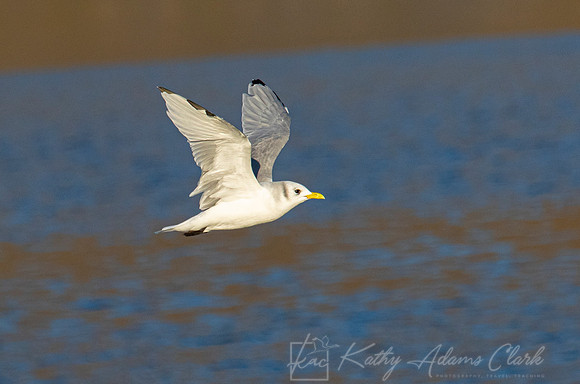 Black-legged kittiwake KAC3510