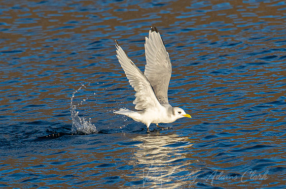 Black-legged kittiwake KAC3520