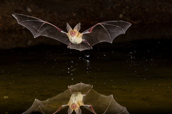 Pallid Bat KAC9556