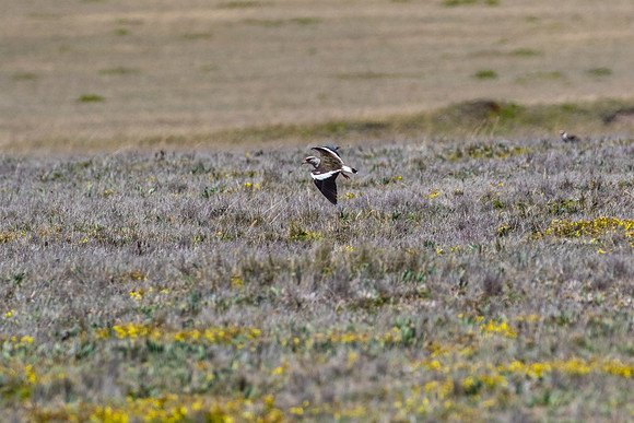 Andean lapwing KAC8694