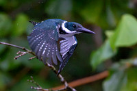 Amazon kingfisher KAC1671