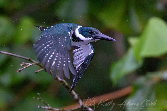 Amazon kingfisher KAC1671