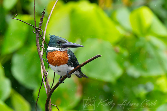 Amazon kingfisher KAC1702