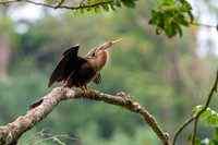 Anhinga KAC2256