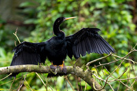 Anhinga KAC4217