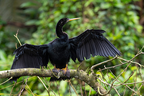 Anhinga KAC4217