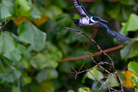 Amazon kingfisher KAC1670