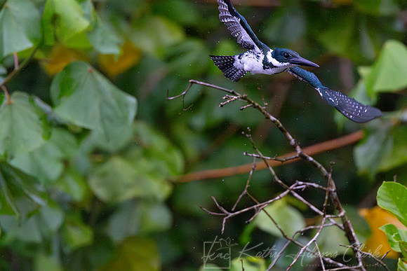 Amazon kingfisher KAC1670
