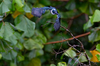 Amazon kingfisher KAC1666