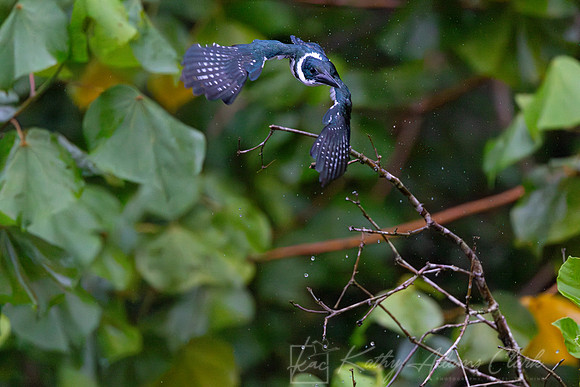 Amazon kingfisher KAC1666