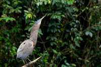 Bare-throated tiger-heron KAC3839
