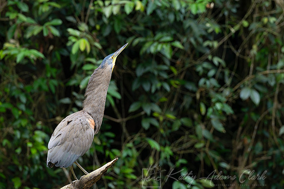 Bare-throated tiger-heron KAC3839