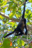 Black-mantled howler monkey KAC3582
