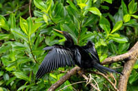 Anhinga KAC4311