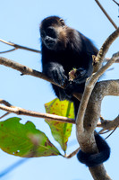 Black-mantled howler monkey KAC3556