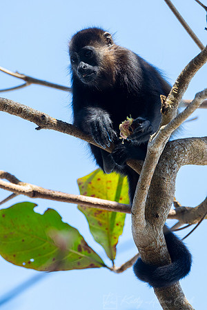 Black-mantled howler monkey KAC3556