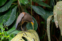 Bare-throated tiger-heron KAC3845