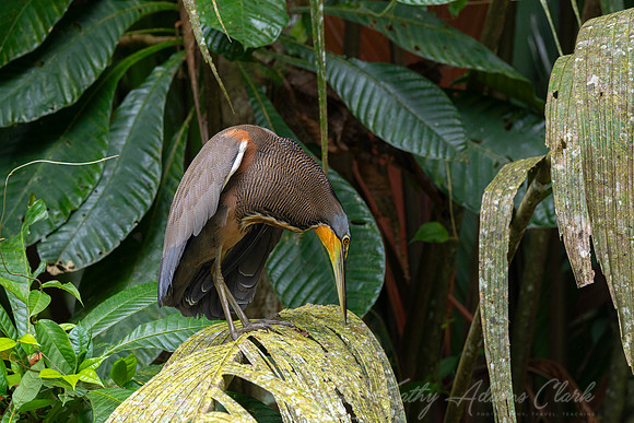 Bare-throated tiger-heron KAC3845