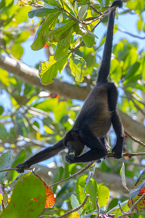 Black-mantled howler monkey KAC3583