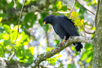 Common black hawk KAC3592