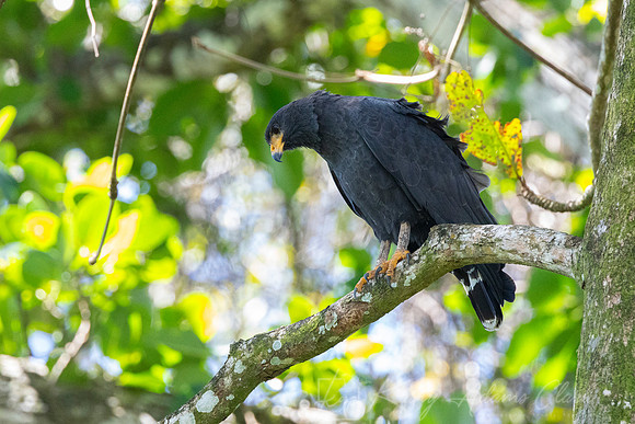 Common black hawk KAC3592