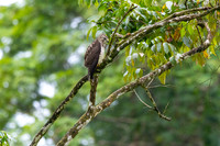 Broad-winged hawk KAC2763