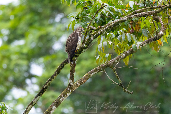 Broad-winged hawk KAC2763