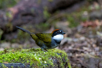 Chestnut-capped brushfinsh KAC4473