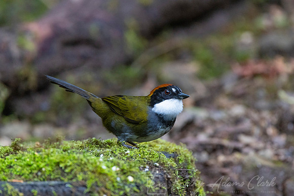 Chestnut-capped brushfinsh KAC4473