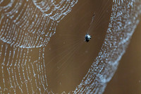 Crab spider KAC4321