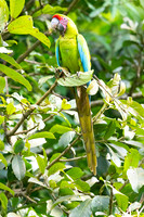 Great Green Macaw KAC3243