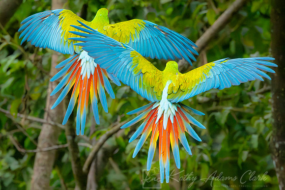 Great Green Macaw KAC3309