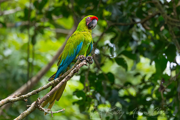 Great Green Macaw KAC3298