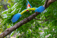 Great Green Macaw KAC3271