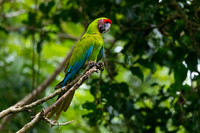 Great Green Macaw KAC3297