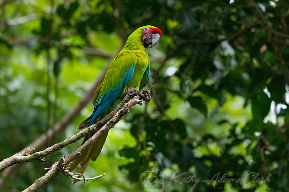 Great Green Macaw KAC3297