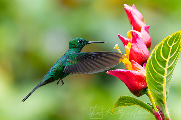Green-crowned brilliant hummingbird KAC4398